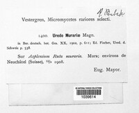 Image of Milesina murariae
